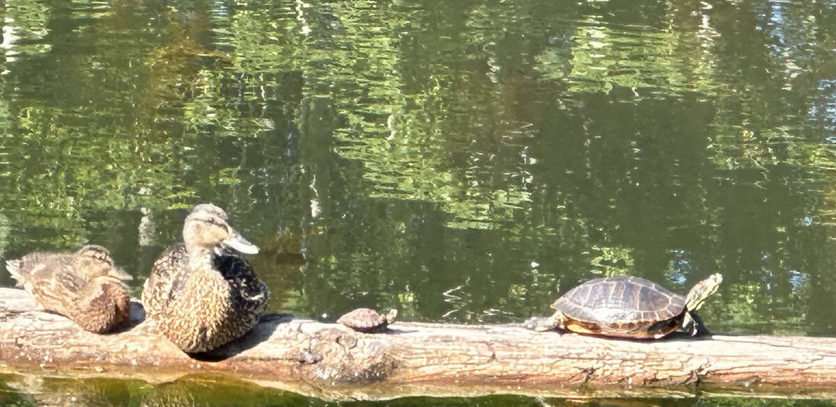 View nature at play on the turtle log from indoors, the upper deck or from the backyard.