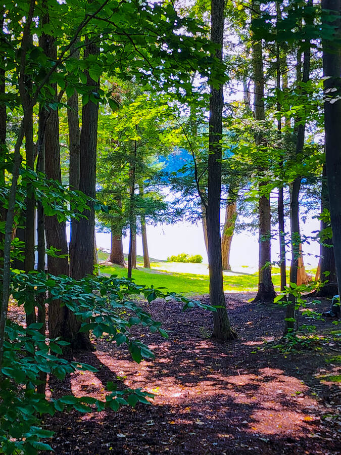 The forest.