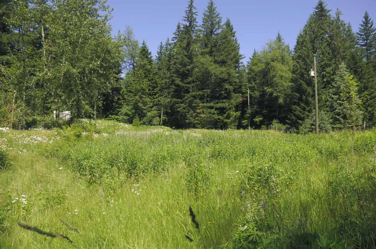 Meadow