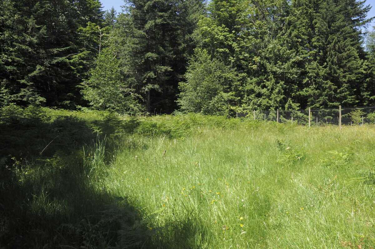 Meadow