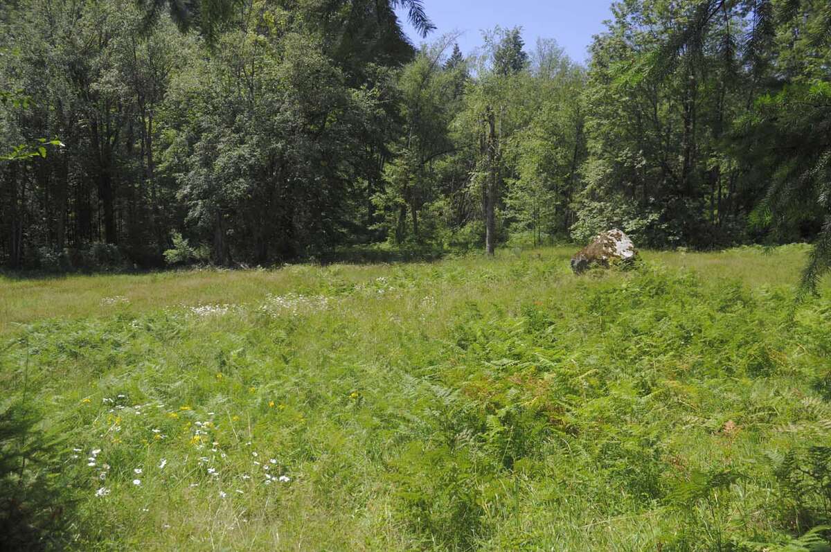 Meadow