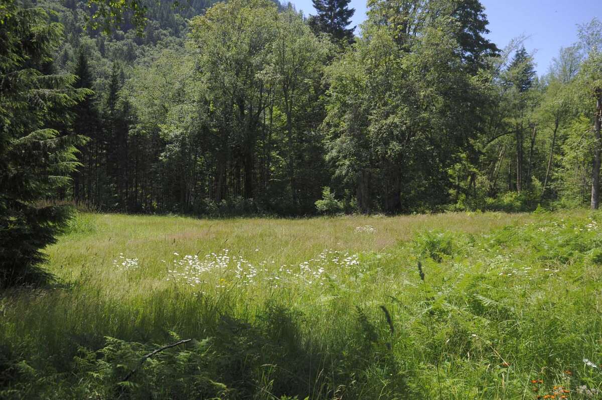Meadow
