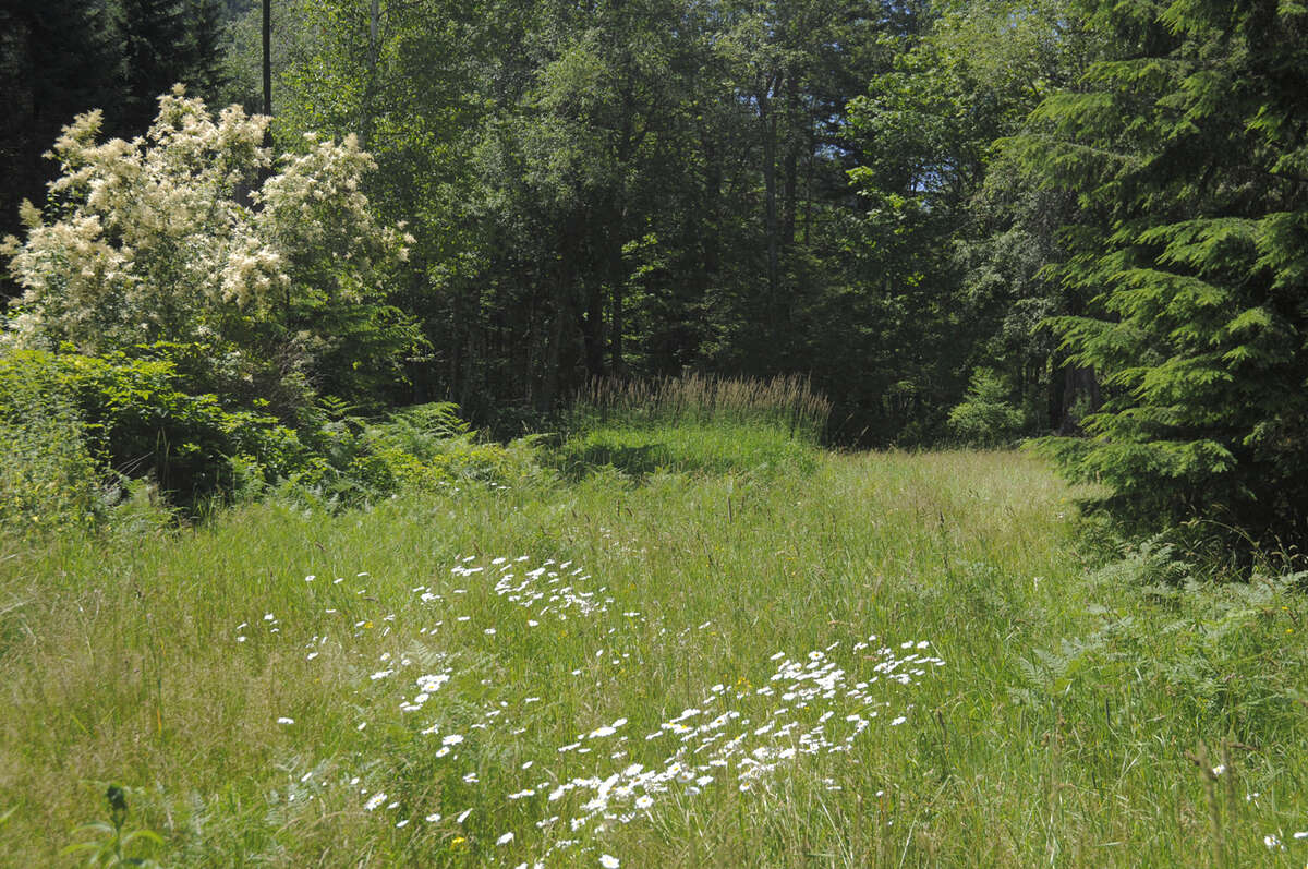 Meadow