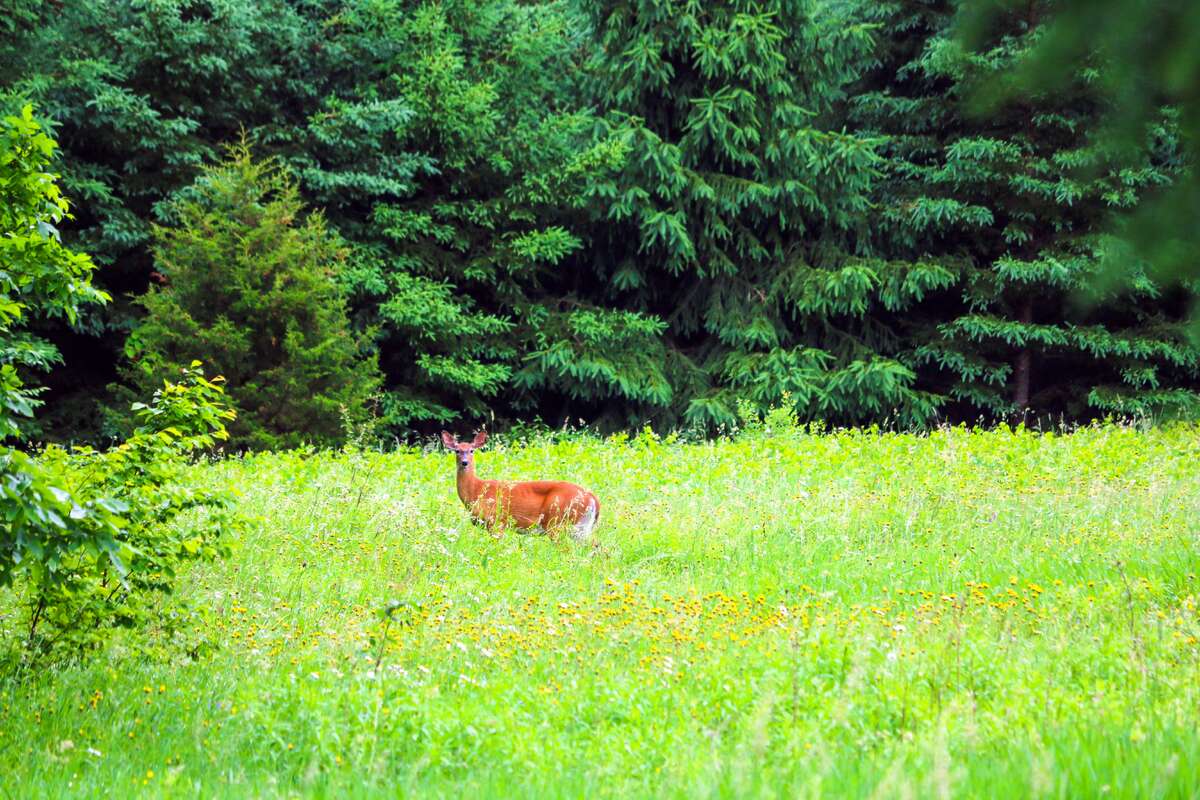 Large Barn with Electricity