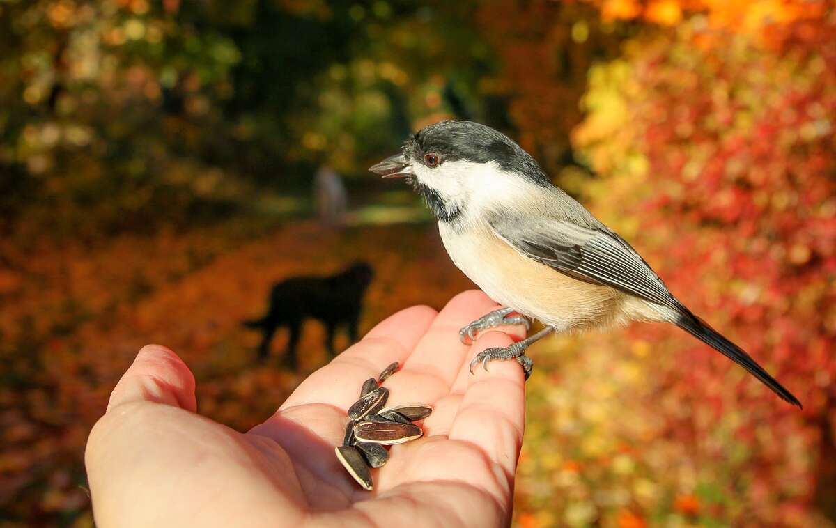Large Barn with Electricity