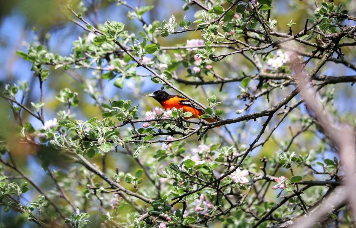 Large Barn with Electricity