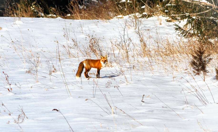 Large Barn with Electricity