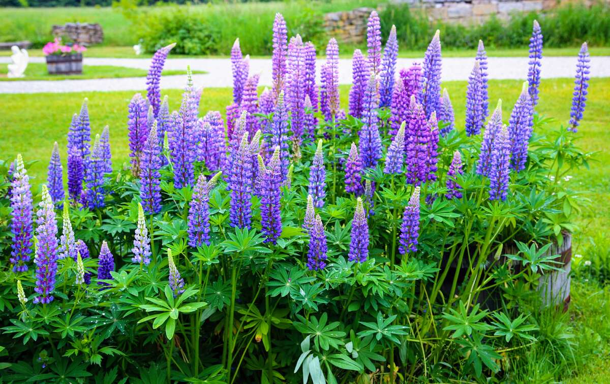 Large Barn with Electricity