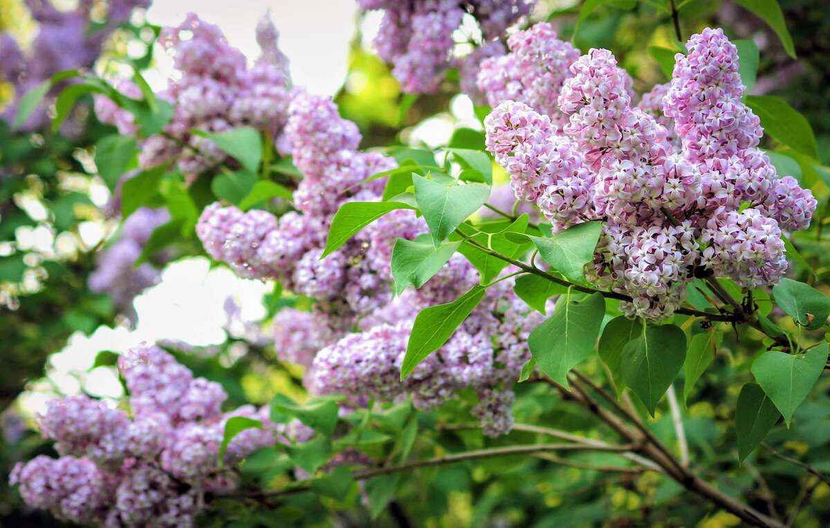 Large Barn with Electricity