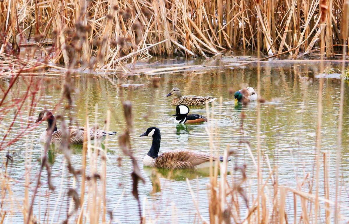 Large Barn with Electricity