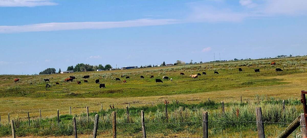 Ranch / Acreage / Bungalow / Detached House / Farm For Sale in Wheatland County, AB - 2+3 bed, 3 bath