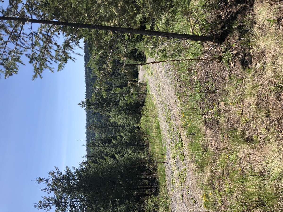 Currently slightly overgrown condition of driveway