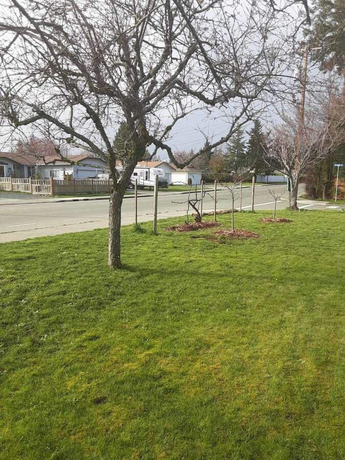 Pym Street side lot with house facing onto Rylands Pl