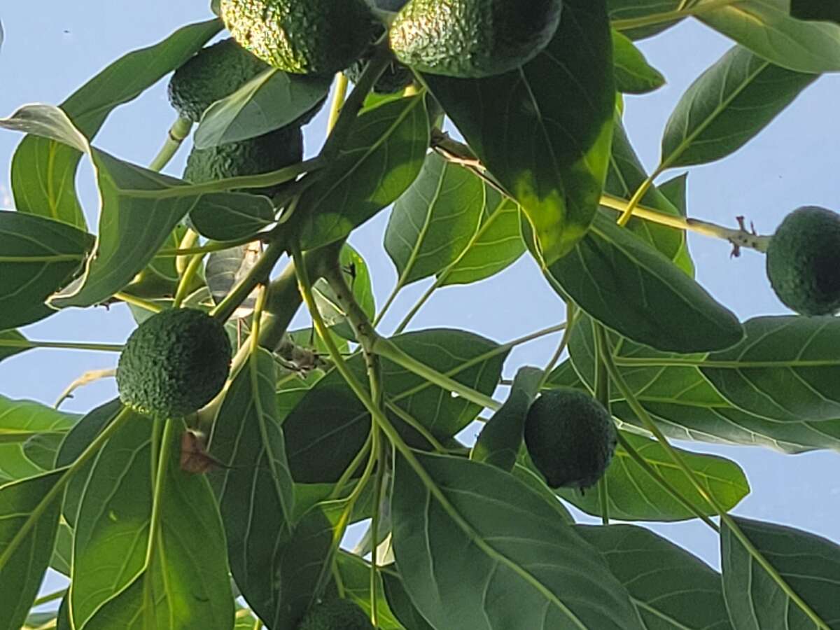 Greenhouse Avocadoes
