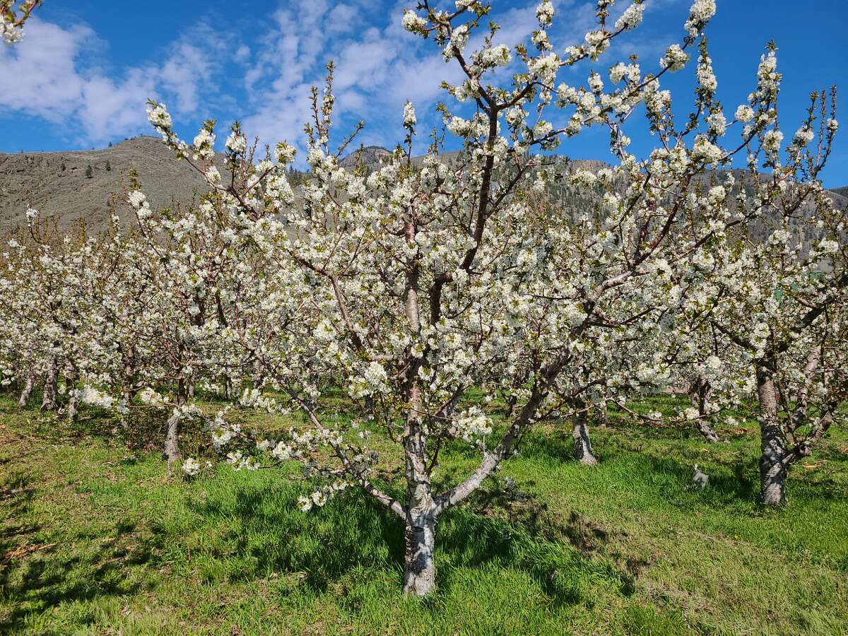 Cherry Orchard in Bloom