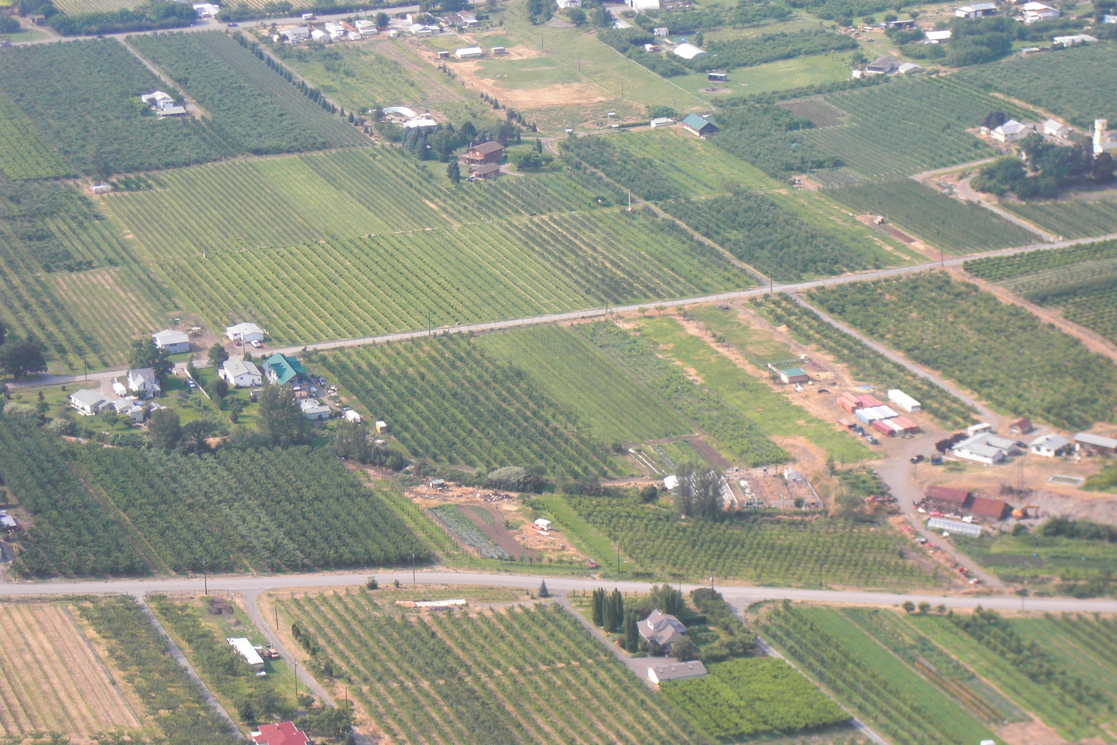Organic Cherry Farm