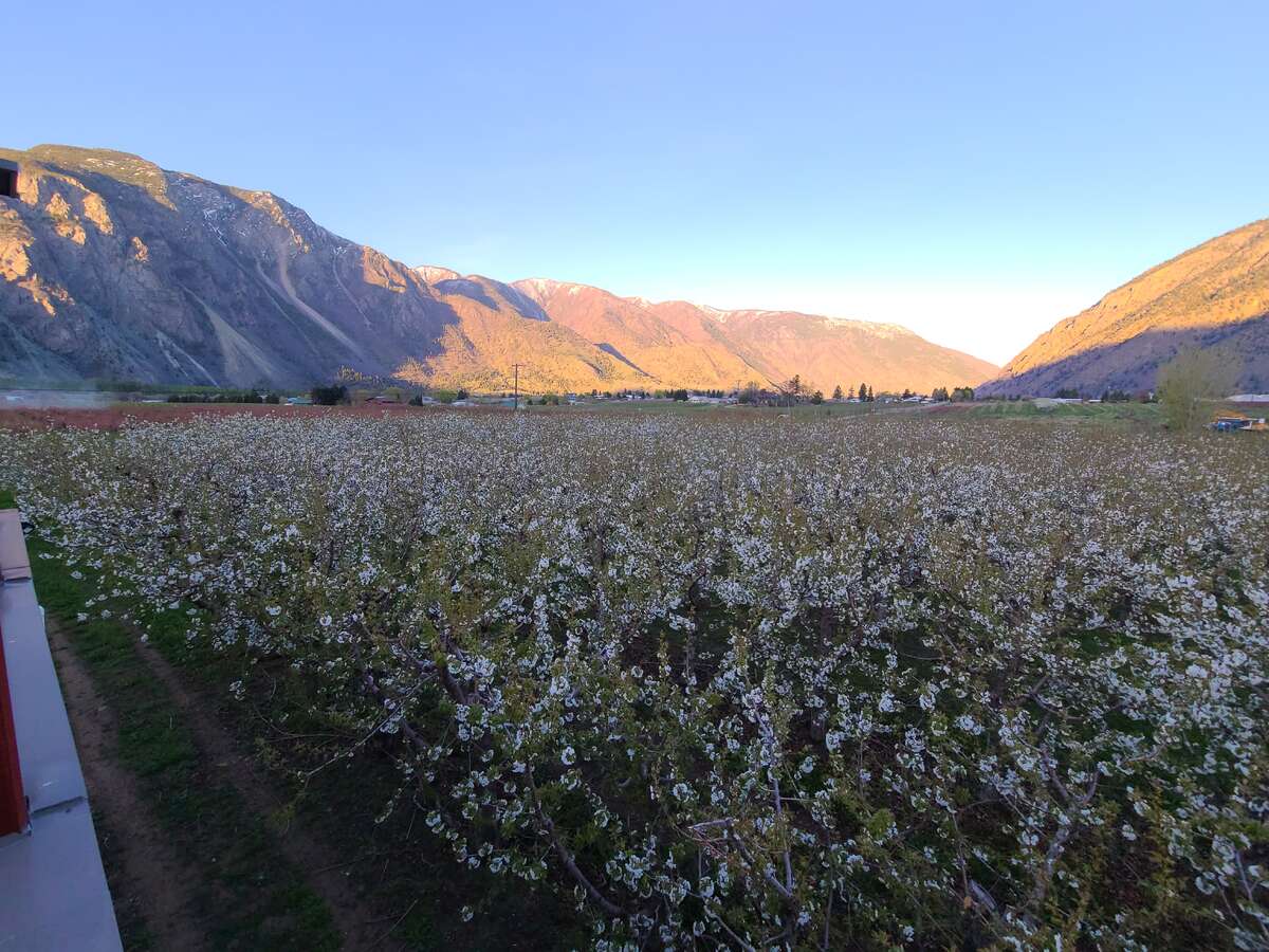 Cherry Trees in Bloom
