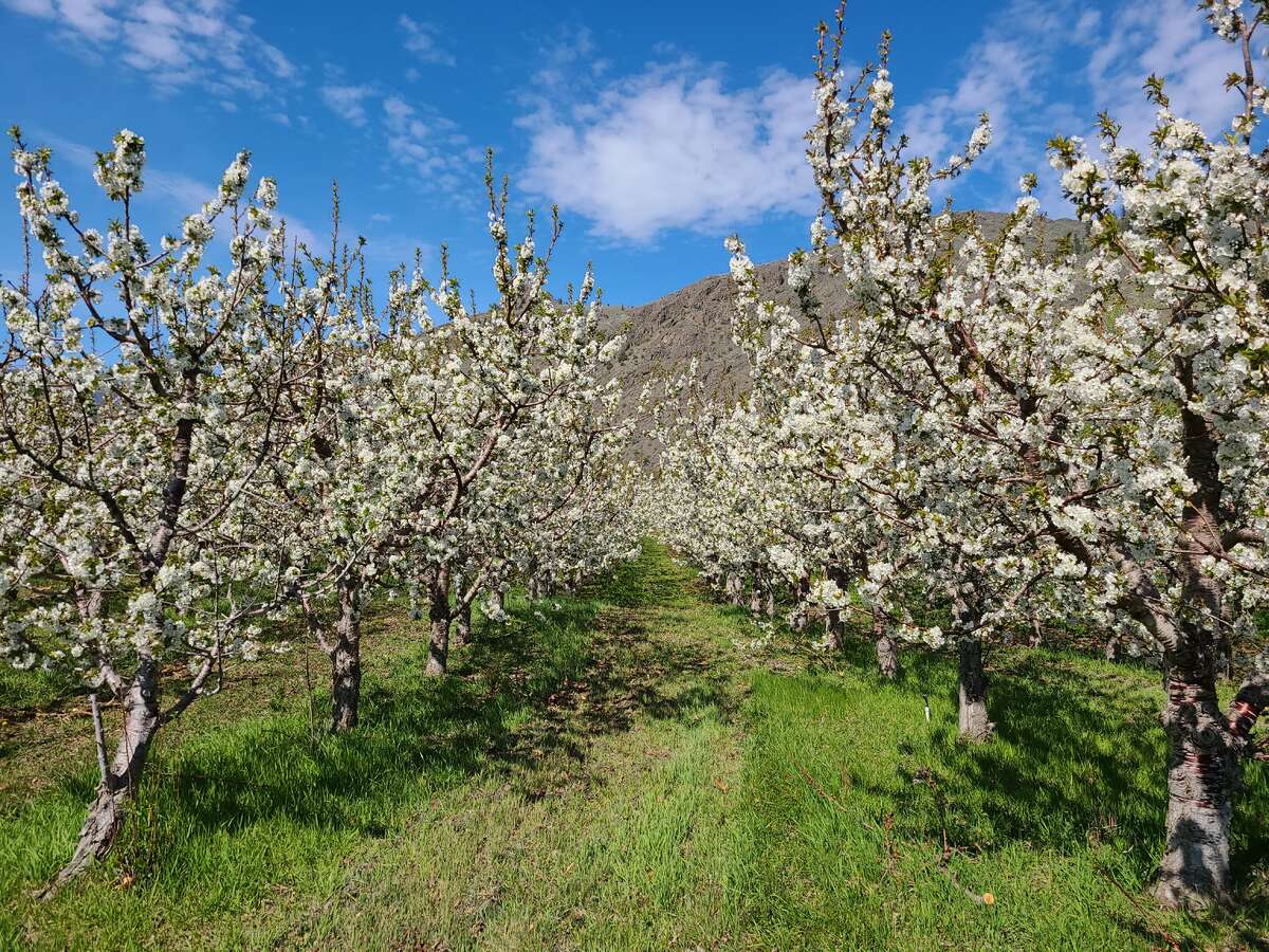 Cherry Trees in Bloom