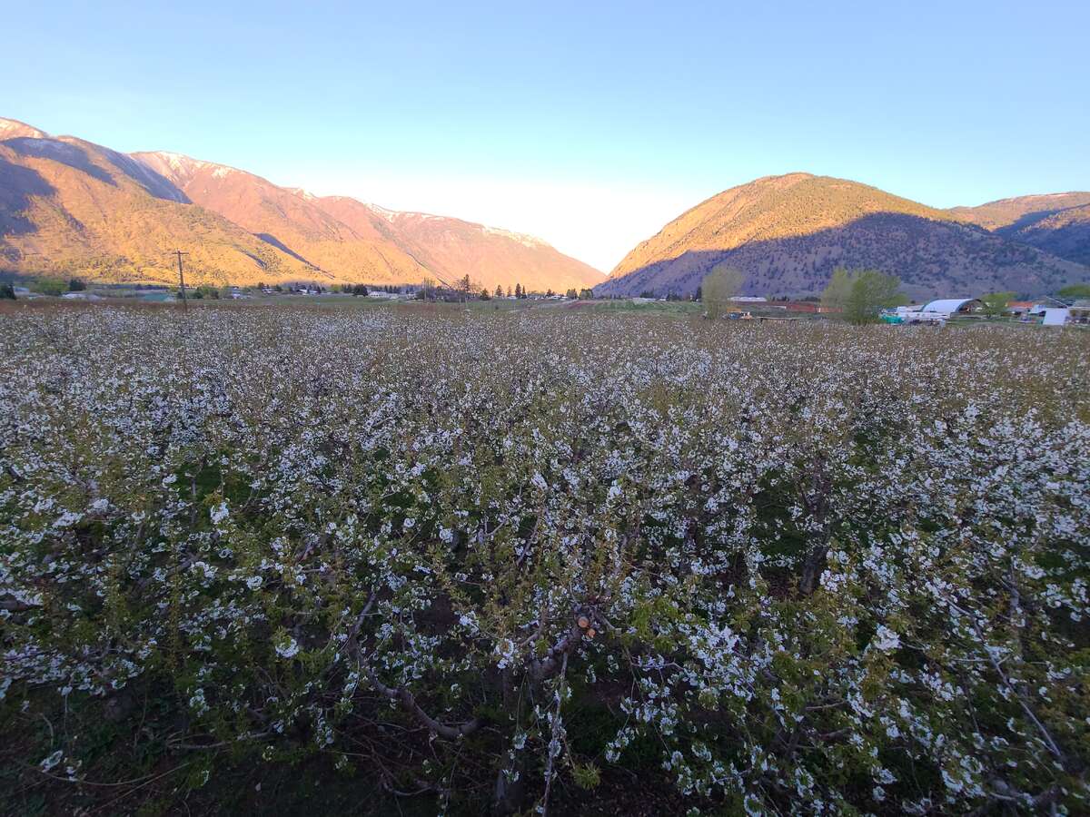 Skeena Cherry Trees in Bloom