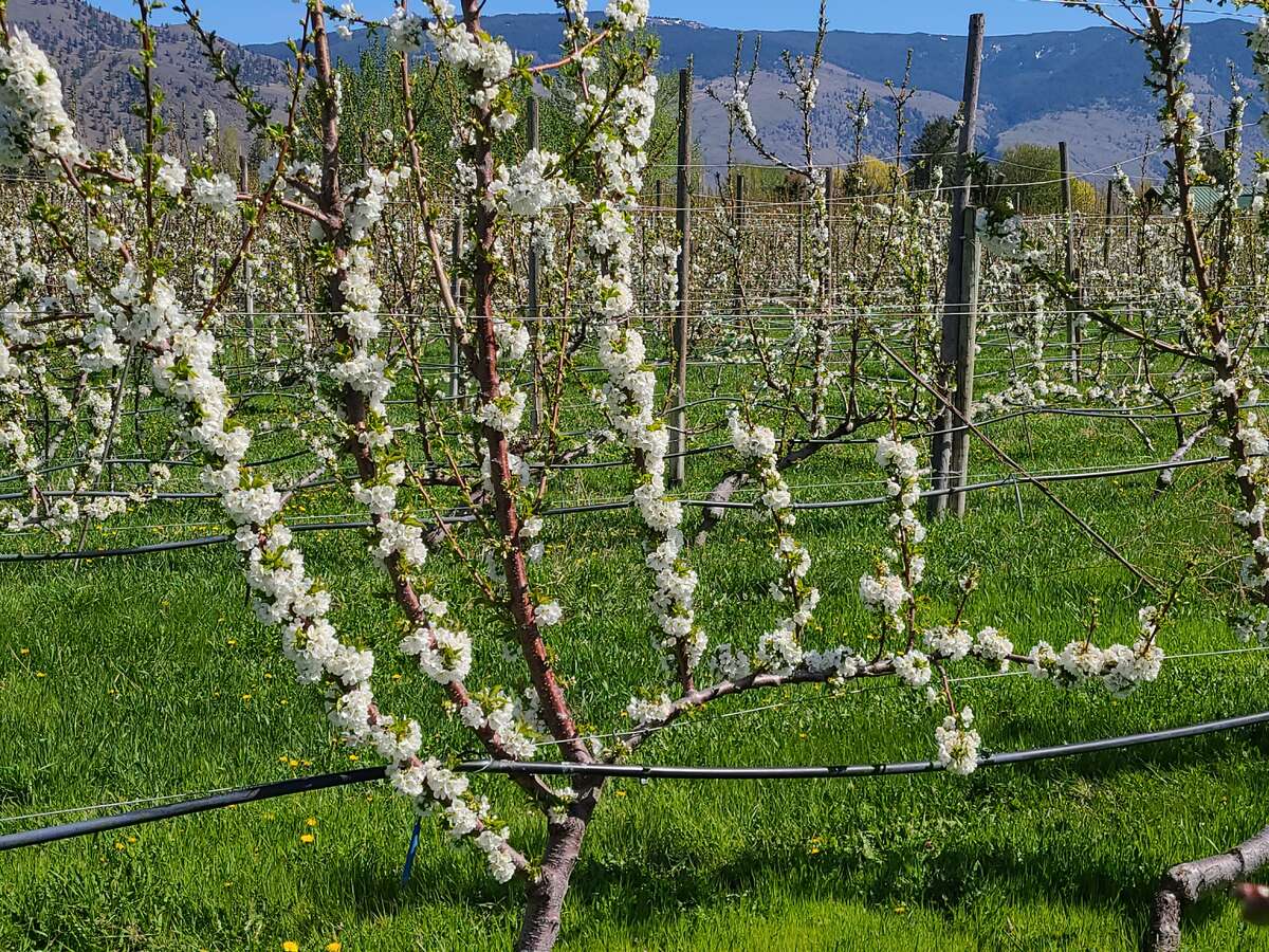 High Density Cherry Planting