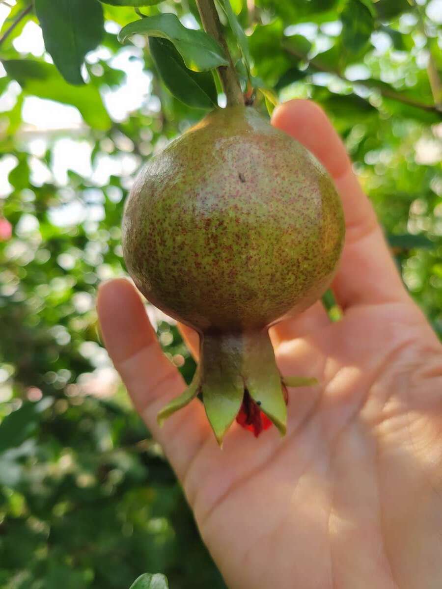 Greenhouse Pomegranates