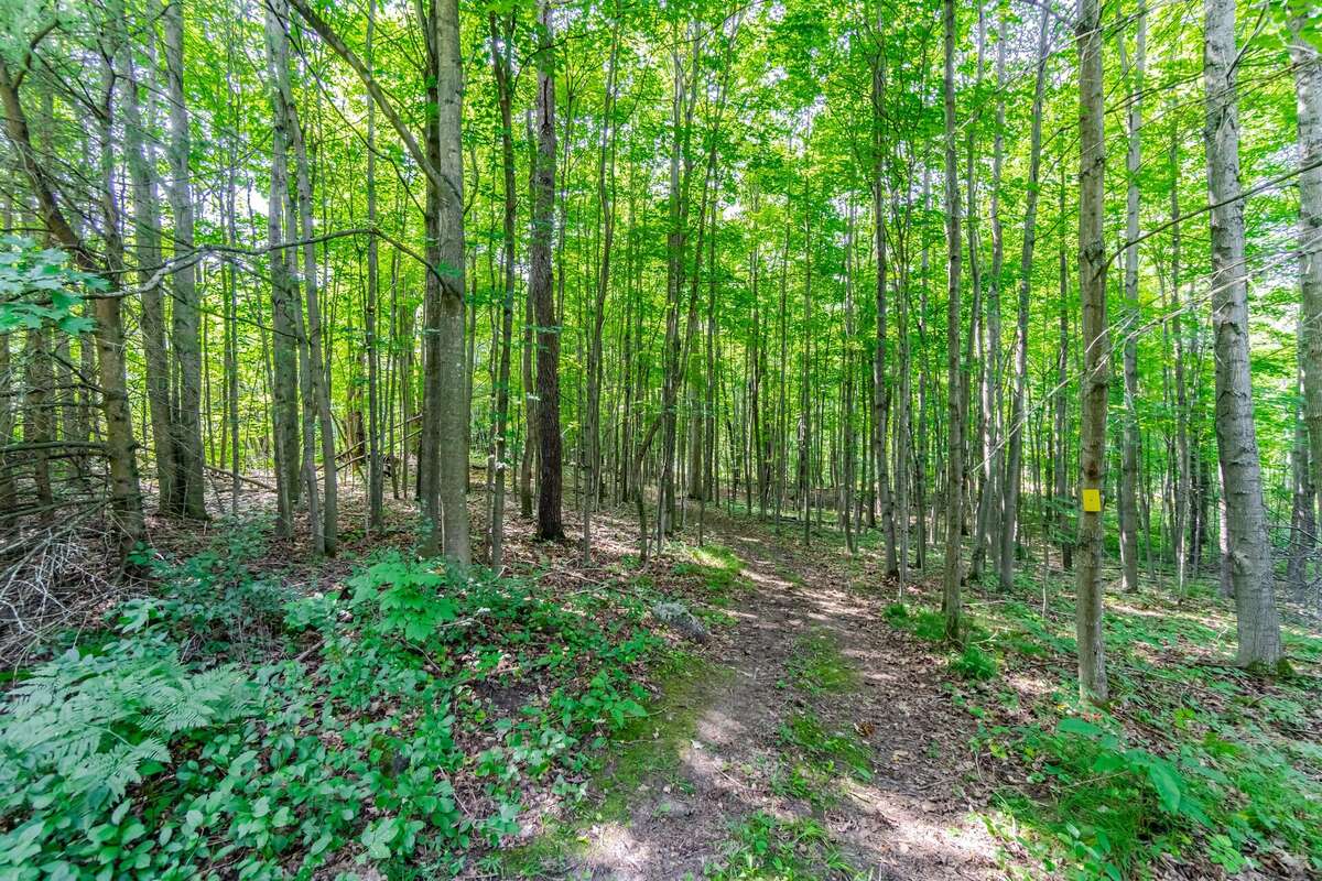 Hardwood Forest Trail
