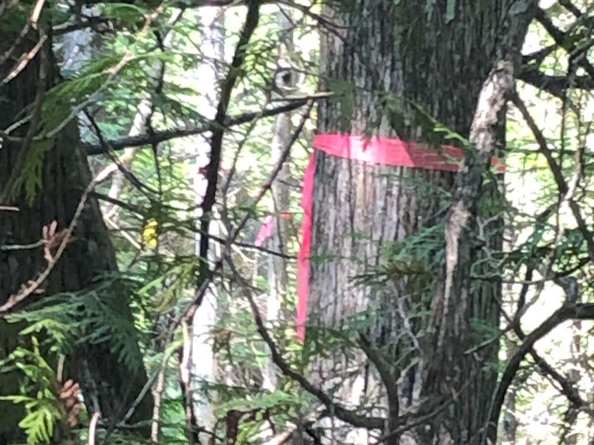 Typical view of property line flagged along all property lines of lot