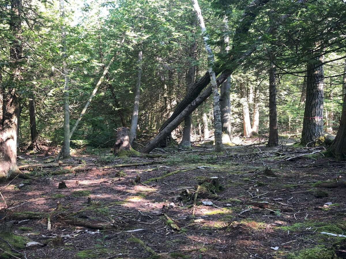 looking inwards toward lot center at access clearing
