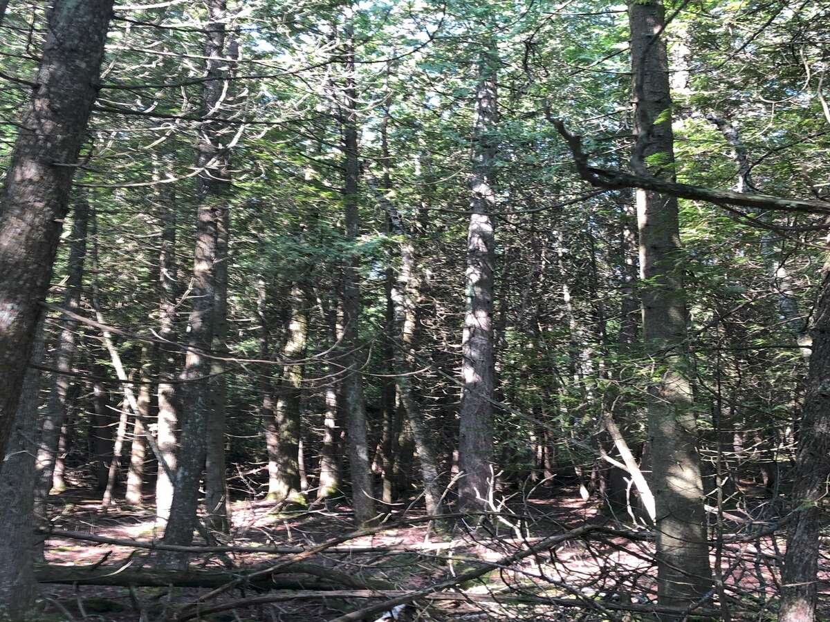 Typical tree coverage mid-lot