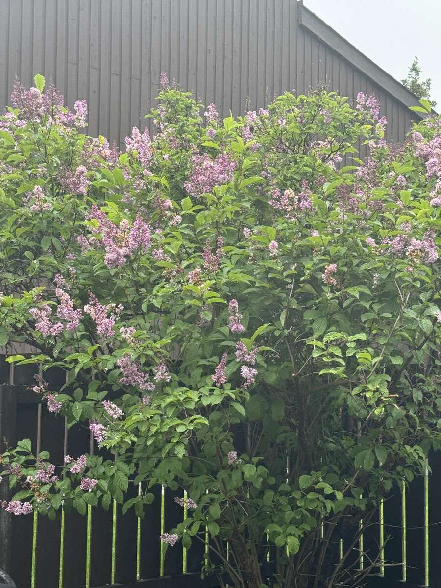 LILAC TREE IN BACKYARD