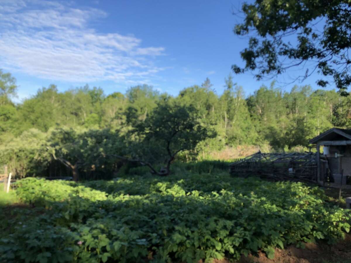 Potato field, August 2025