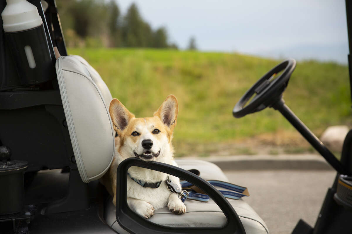 Our community is full of pet-friendly amenities including a fenced dog park