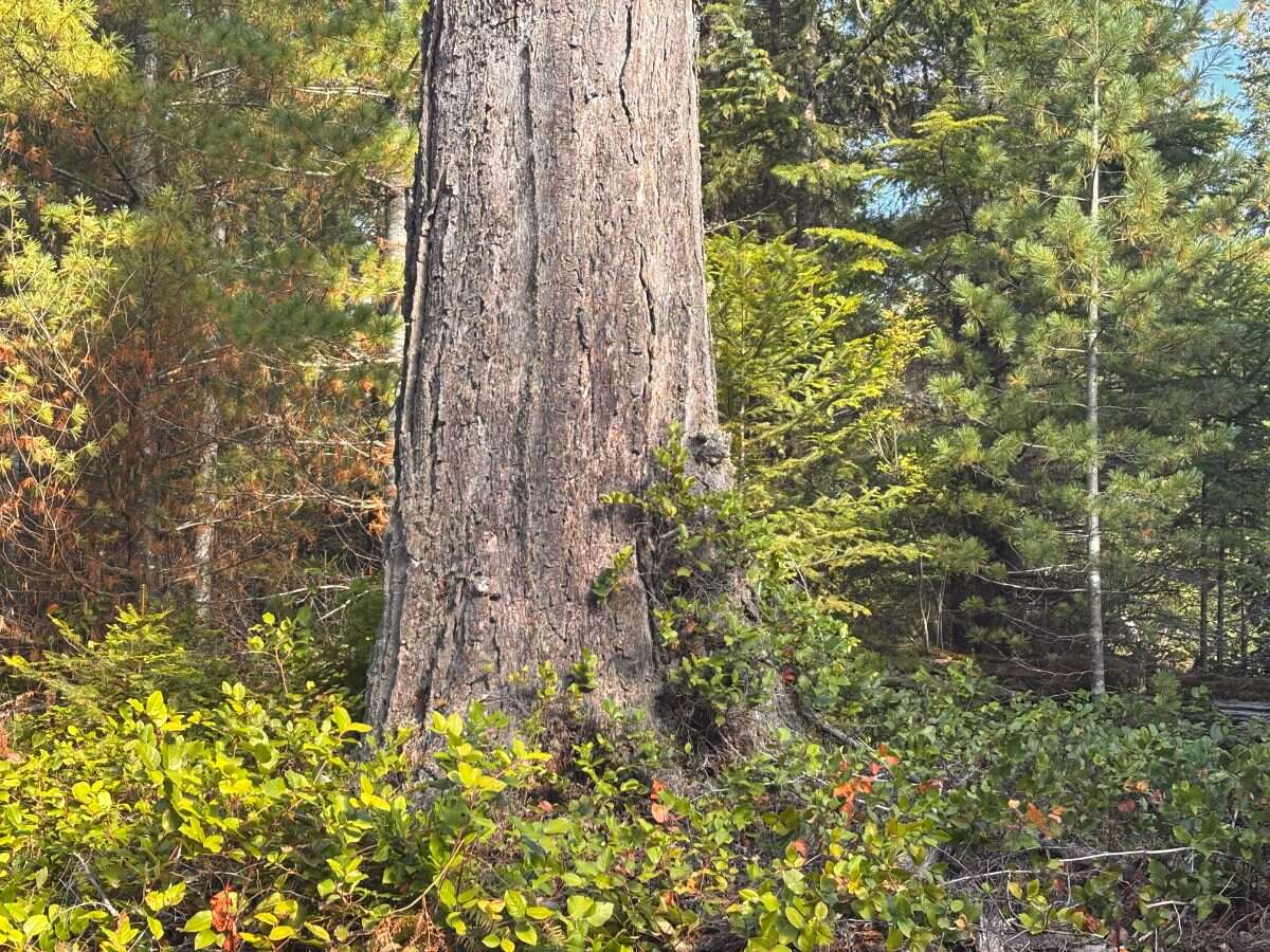 New 5ac Building Lot for Sale on Denman Island, BC