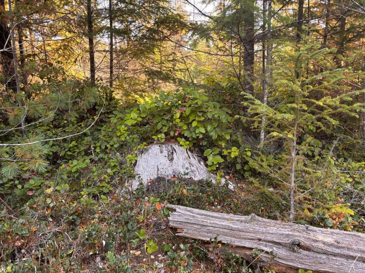 New 5ac Building Lot for Sale on Denman Island, BC