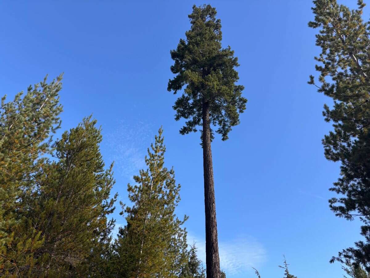 New 5ac Building Lot for Sale on Denman Island, BC