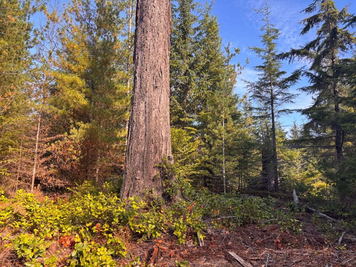 New 5ac Building Lot for Sale on Denman Island, BC