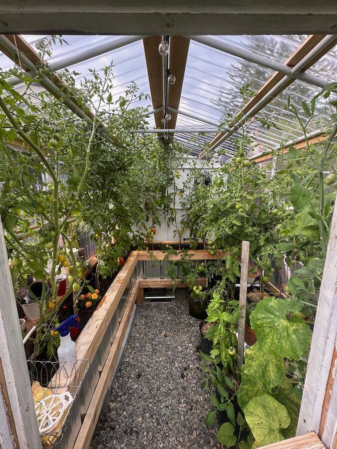 Tomatoes in June!