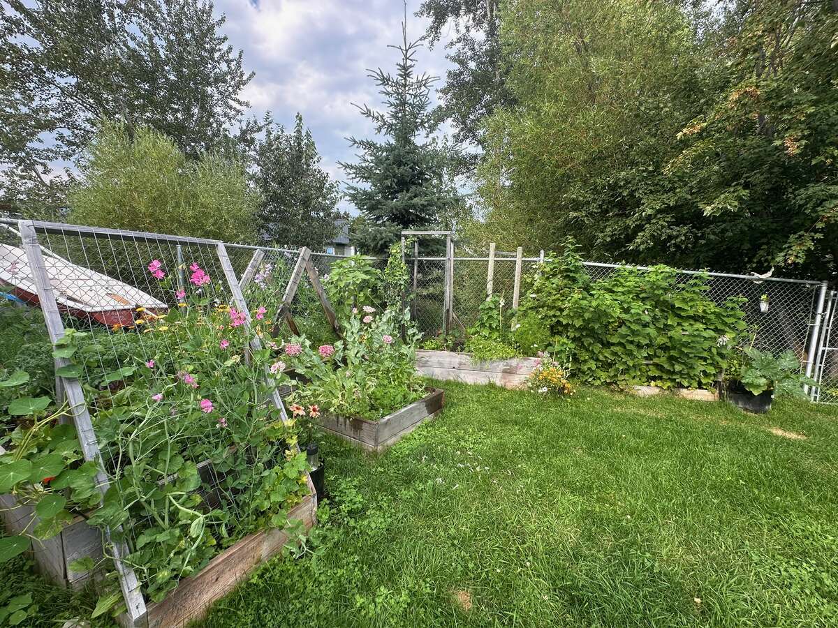 Established raised beds!