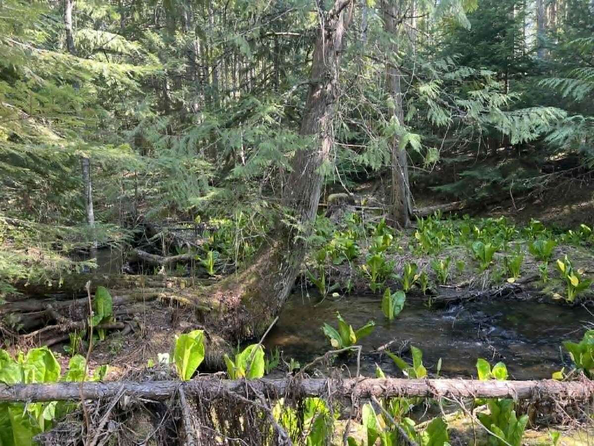 Arrow Creek large home on  9 Acres with Creek