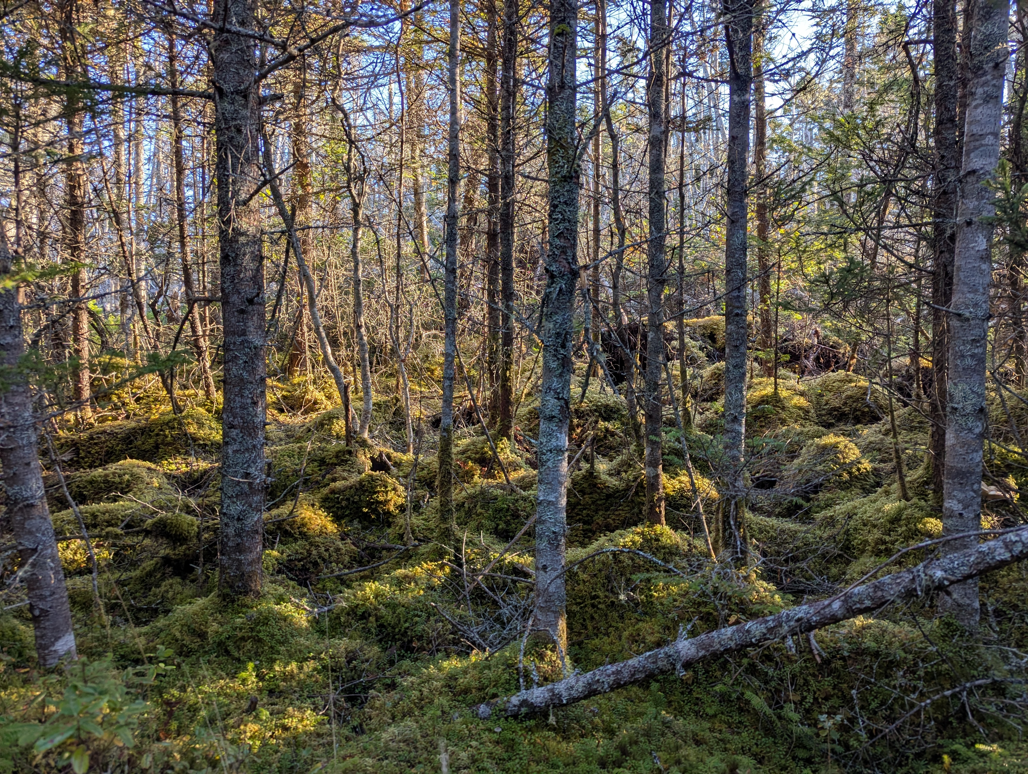 37 acres on Sober Island, NS