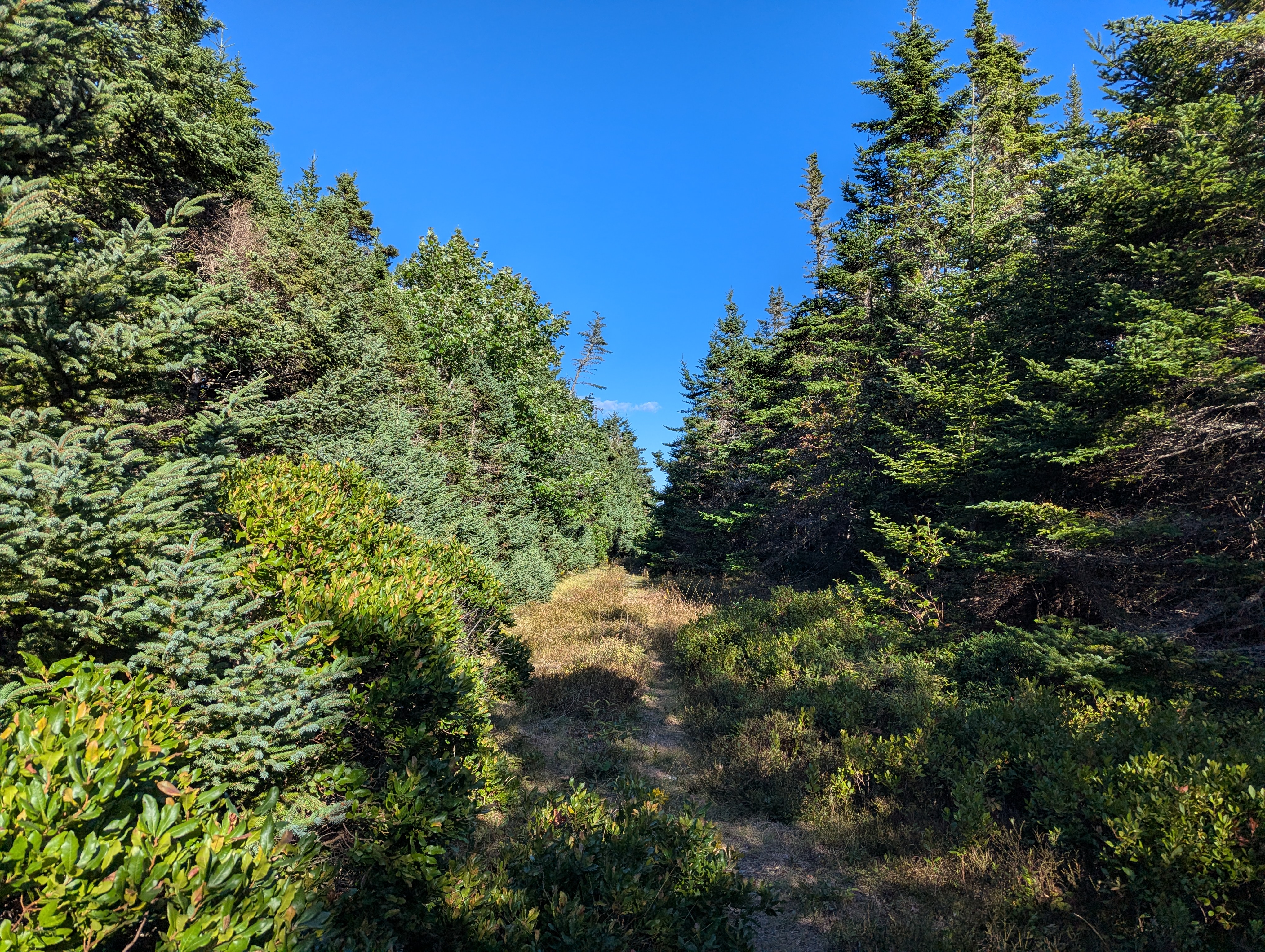 37 acres on Sober Island, NS