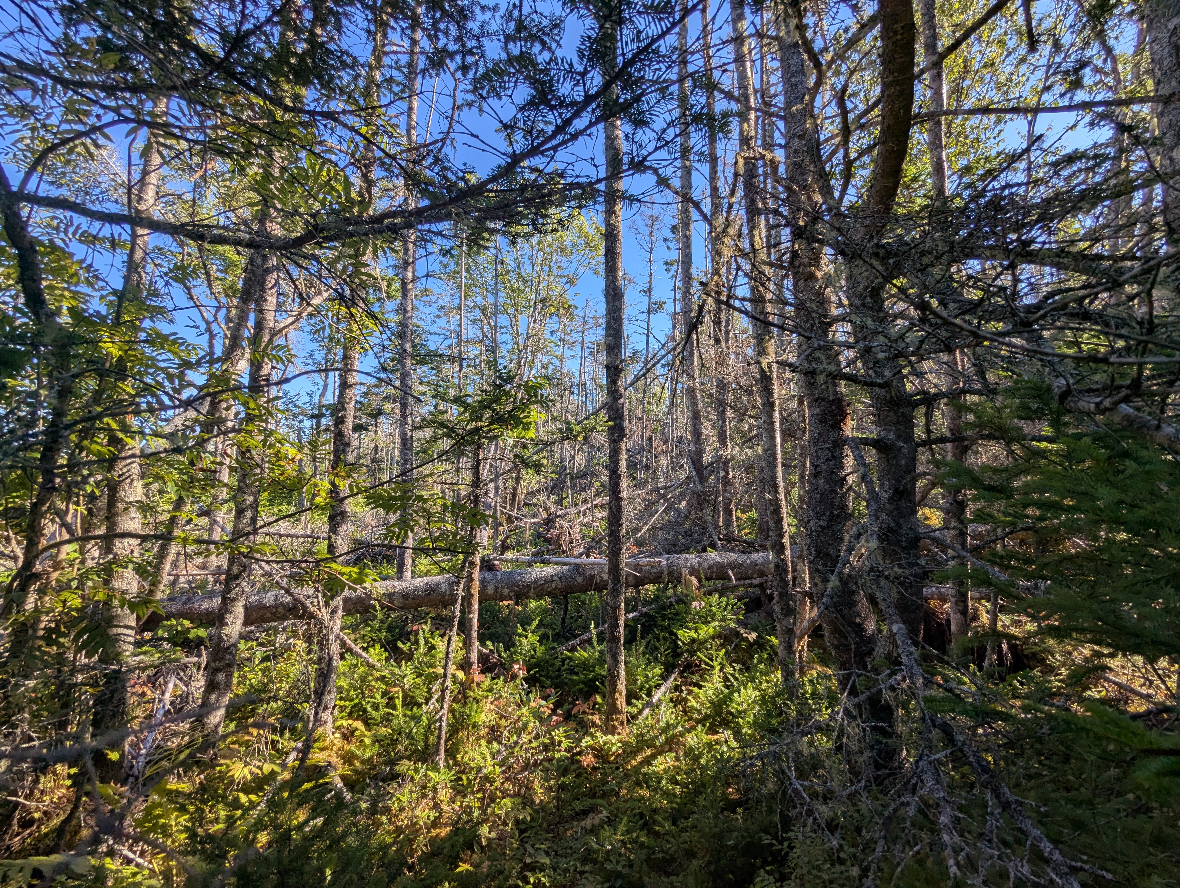37 acres on Sober Island, NS