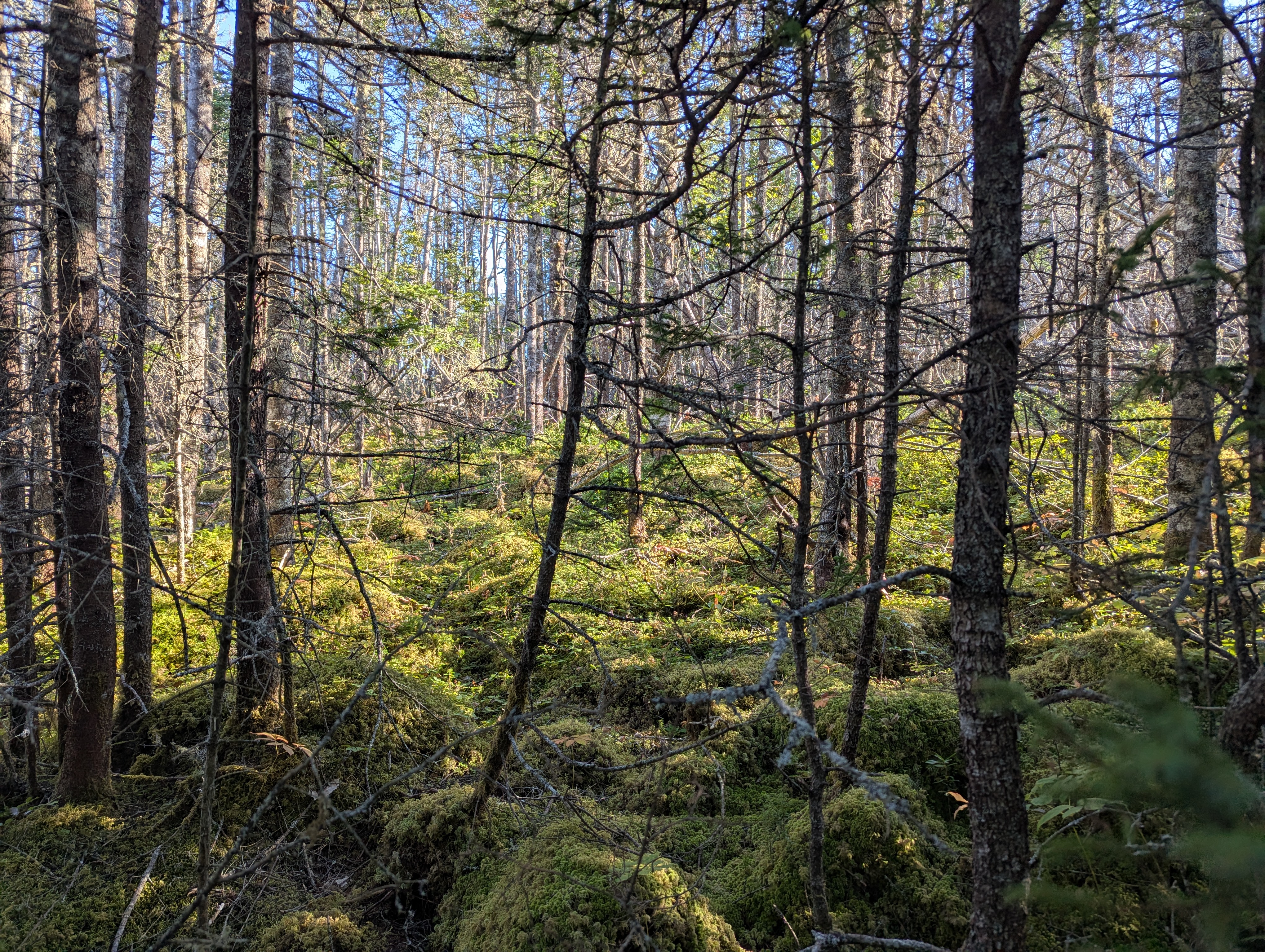 37 acres on Sober Island, NS