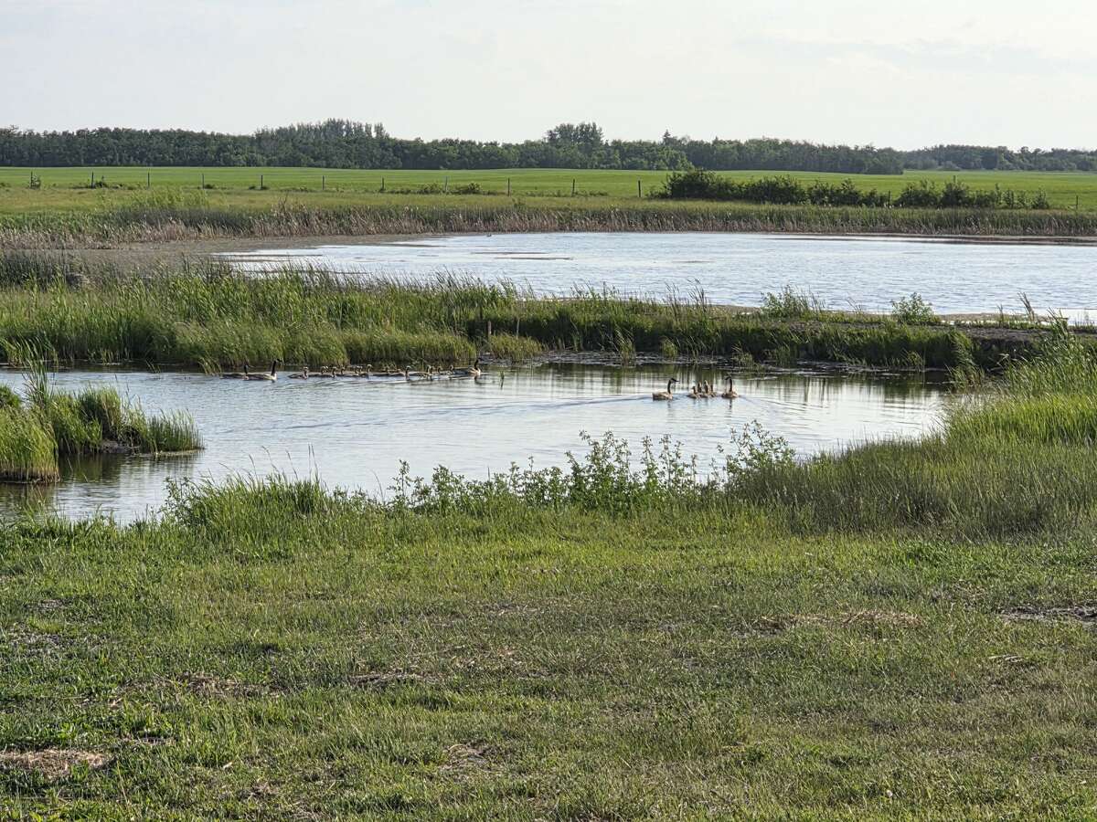 Zoom in for plenty ducks and geese