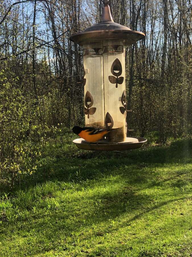 Freshly Renovated, Peace and Privacy, Acreage
