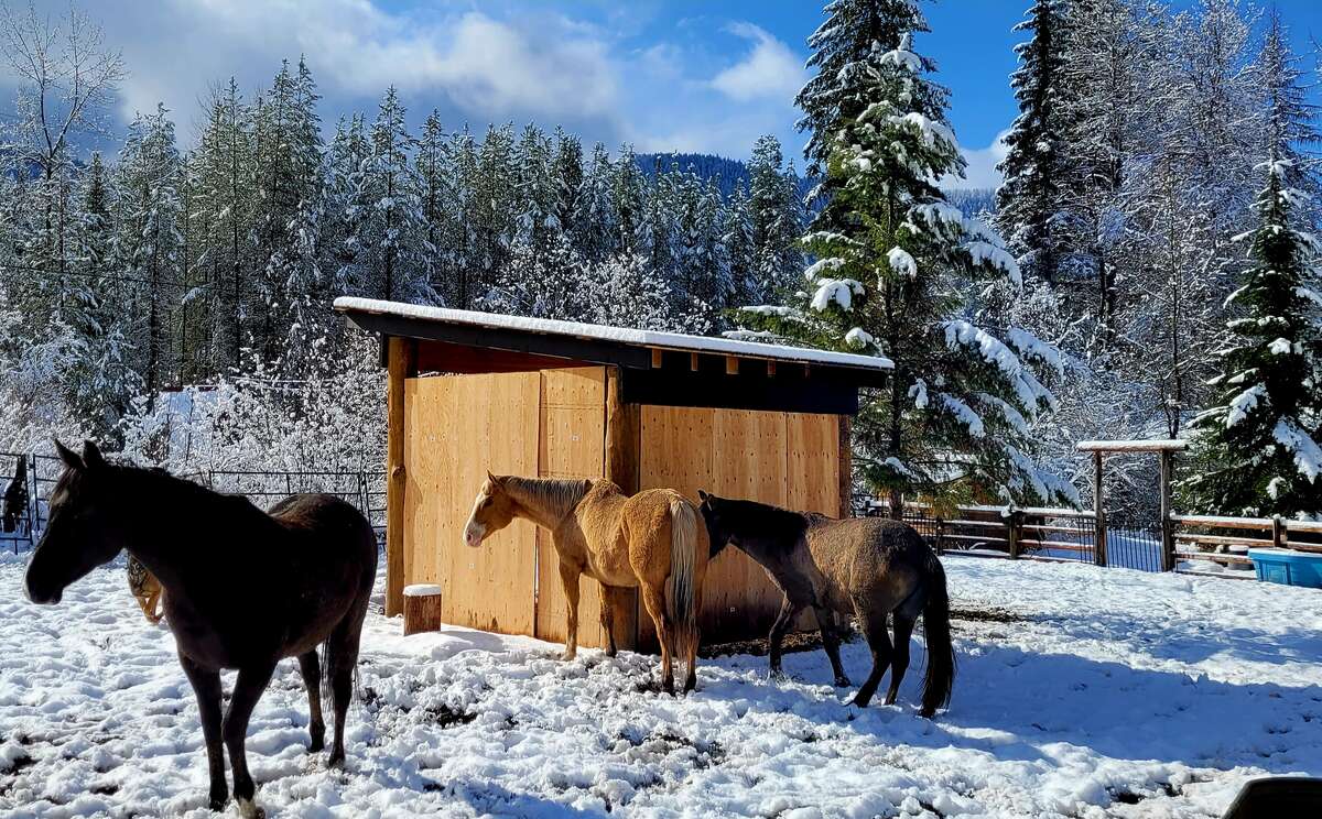 Horse Paddock