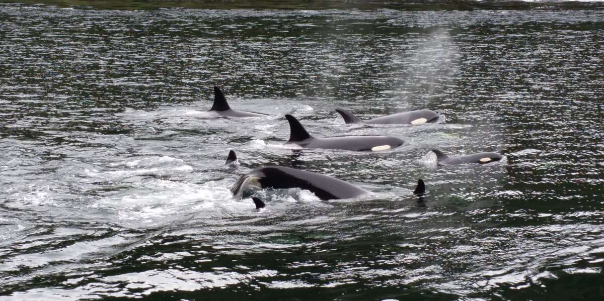 Stand back or they'll splash you!