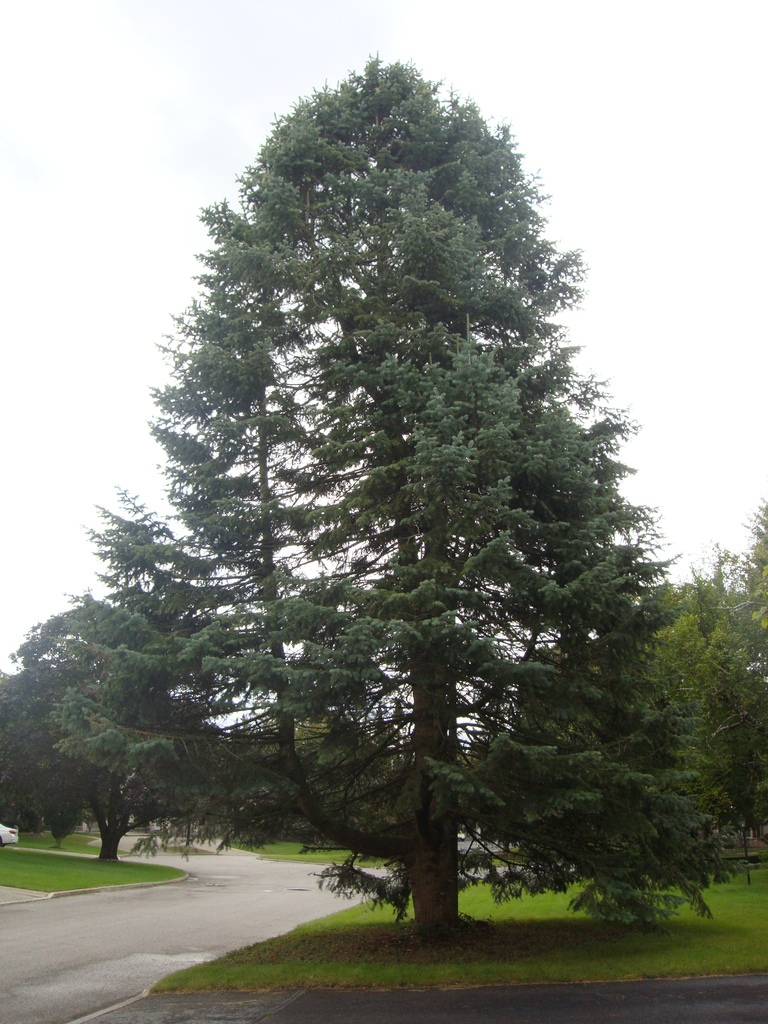 Large Evergreen By the Curb