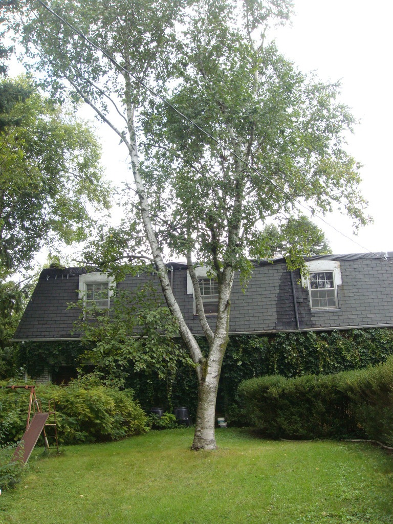 Backyard Tree