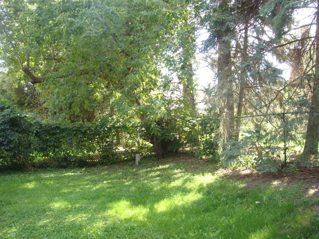Back Yard Showing the Mulberry Tree